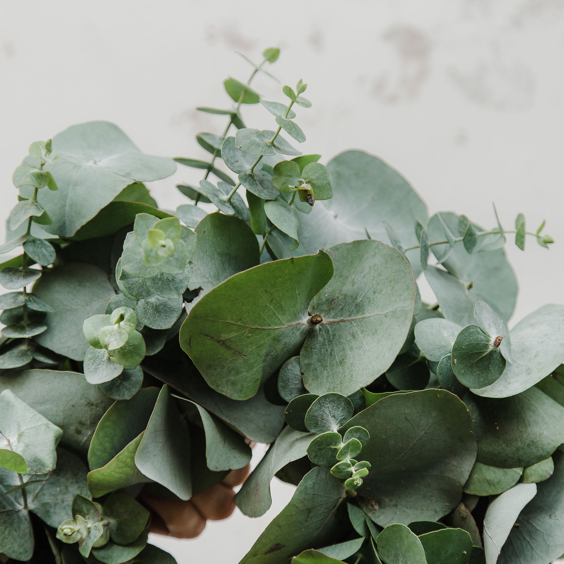 Edinburgh Christmas eucalyptus wreath pre order